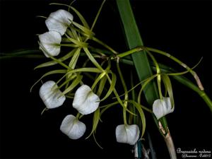 Brassavola subulifolia