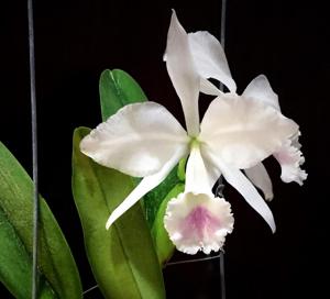 Cattleya labiata