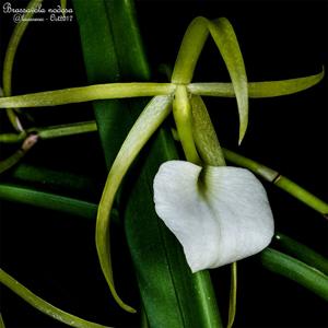 Brassavola subulifolia