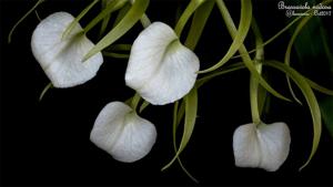 Brassavola subulifolia