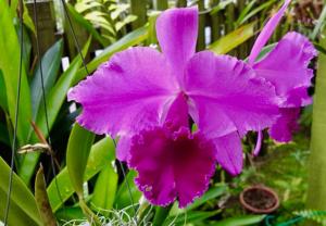 Cattleya labiata