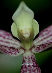 Prosthechea garciana