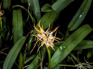 Bulbophyllum odoratissimum