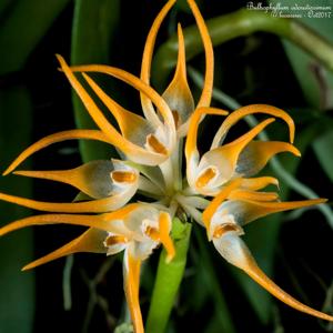 Bulbophyllum odoratissimum
