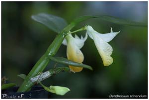 Dendrobium trinervium