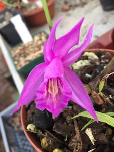 Pleione saxicola