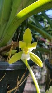 Cymbidium finlaysonianum