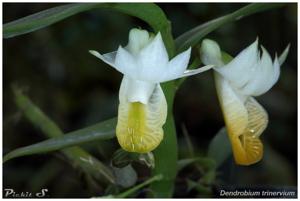 Dendrobium trinervium