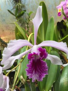 Cattleya purpurata