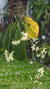 Phalaenopsis cochlearis