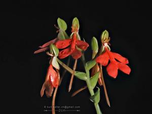 Habenaria rhodocheila