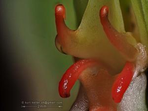 Habenaria rhodocheila