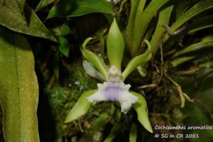 Cochleanthes aromatica