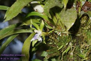 Cochleanthes aromatica