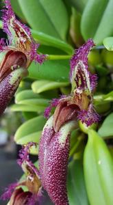 Bulbophyllum fascinator