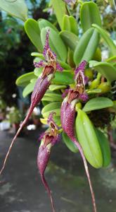 Bulbophyllum fascinator