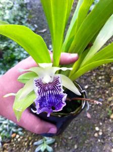 Cochleanthes flabelliformis