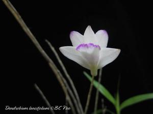 Dendrobium lanceolatum