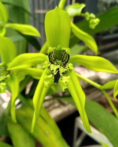 Coelogyne pandurata