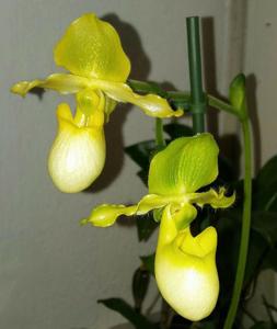 Paphiopedilum primulinum