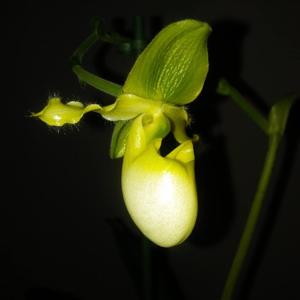 Paphiopedilum primulinum