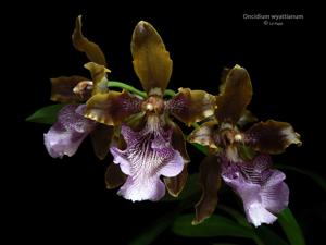 Oncidium wyattianum