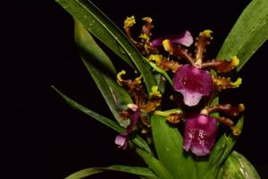 Oncidium fuscatum