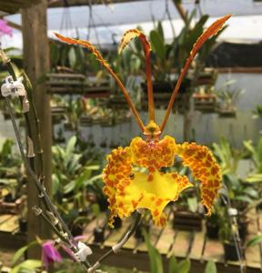 Psychopsis krameriana
