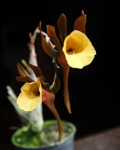 Galeandra schmidtii
