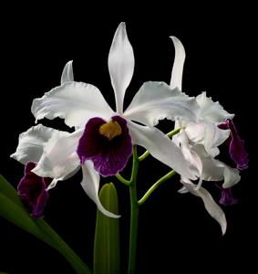 Cattleya purpurata