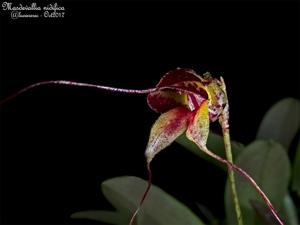 Masdevallia nidifica