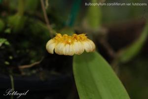 Bulbophyllum corolliferum