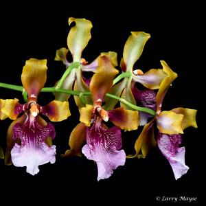 Oncidium wyattianum