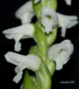 Spiranthes odorata