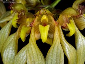 Bulbophyllum annandalei