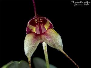 Masdevallia nidifica