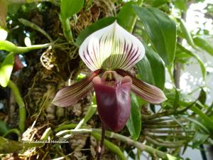 Paphiopedilum barbatum