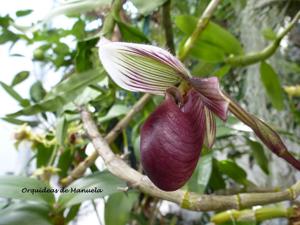 Paphiopedilum barbatum