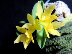 Cattleya cernua