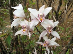 Cymbidium insigne