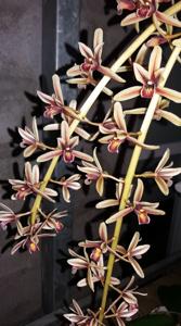 Cymbidium aloifolium