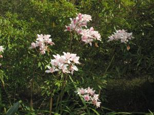 Cymbidium insigne