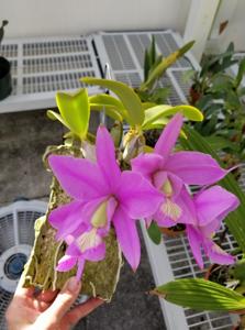 Cattleya nobilior