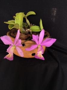 Cattleya nobilior