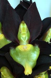 Catasetum tenebrosum