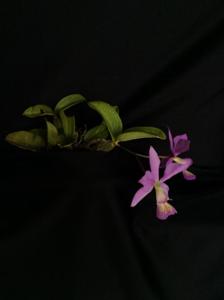 Cattleya nobilior