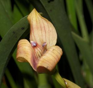 Maxillaria egertoniana