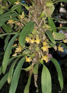 Bulbophyllum lobbii