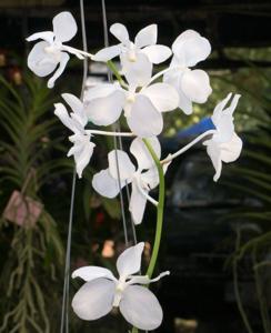 Vanda coerulea