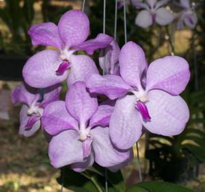 Vanda coerulea